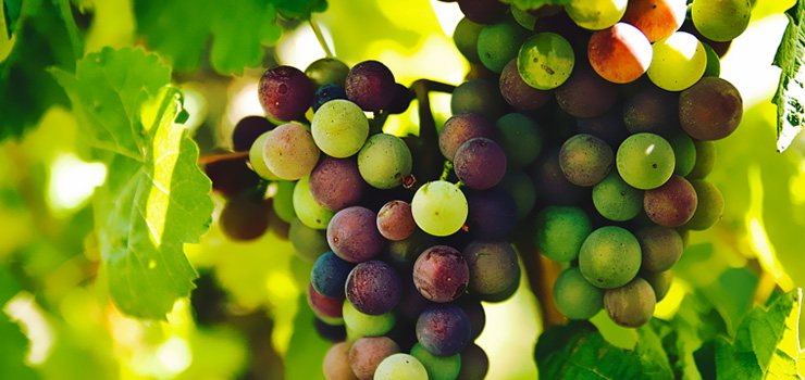 Benefits Of Organic Wines
